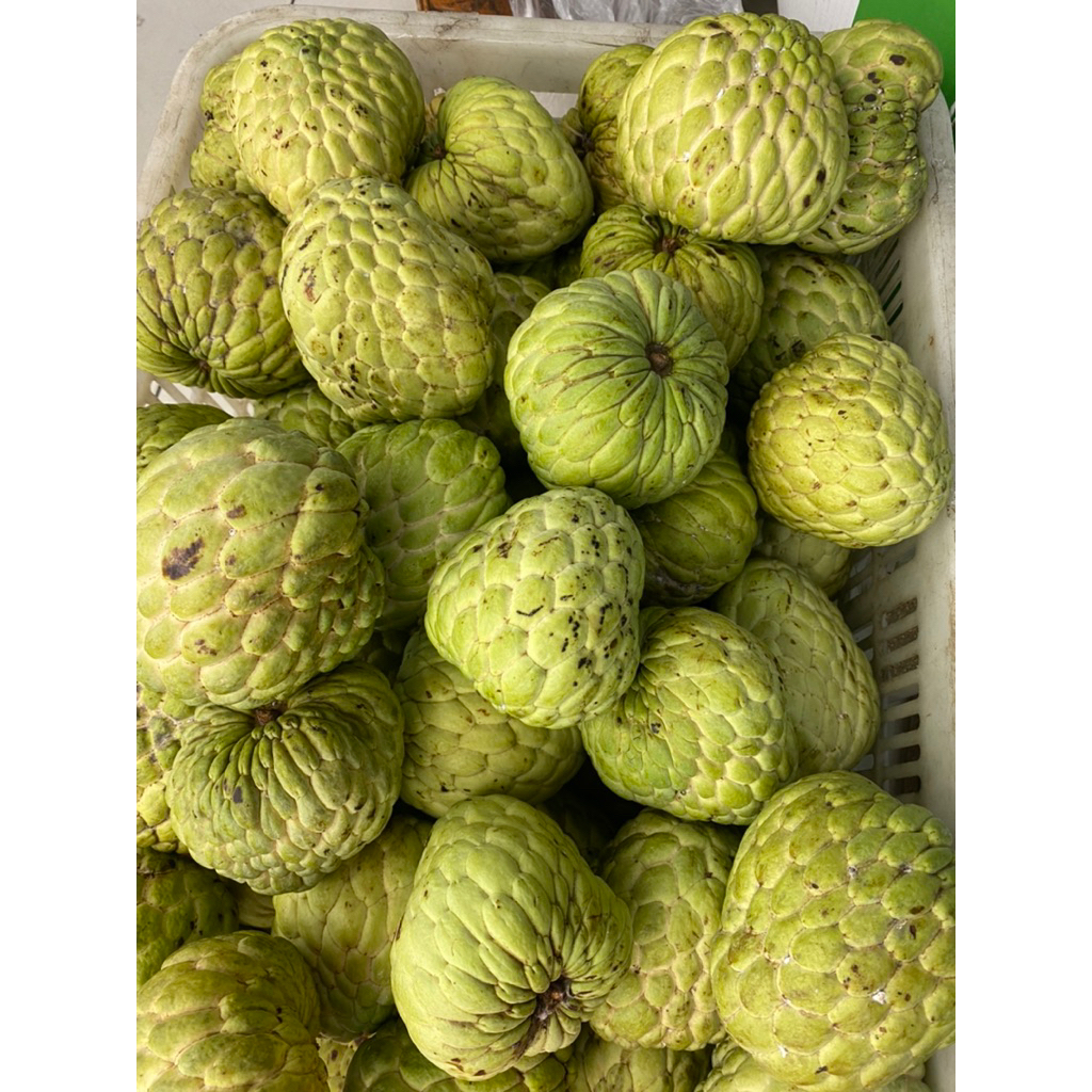 Srikaya jumbo fresh - buah srikaya fresh jumbo 1 kg