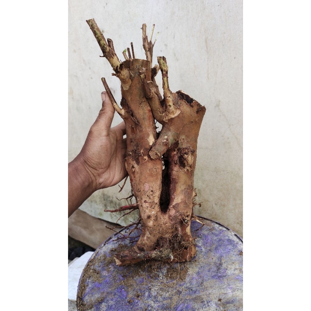 bahan bonsai jambu biji merah realpic sesuai gambar