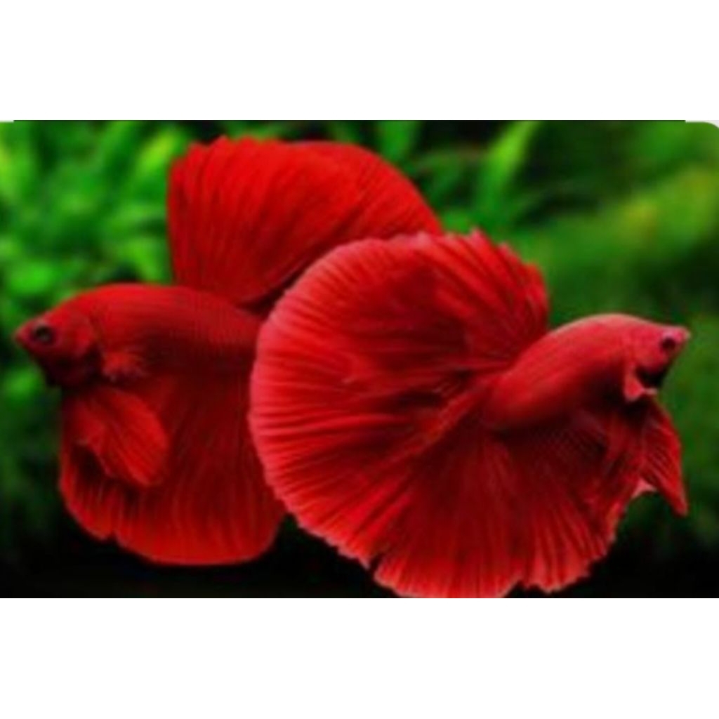 Cupang halfmoon super red