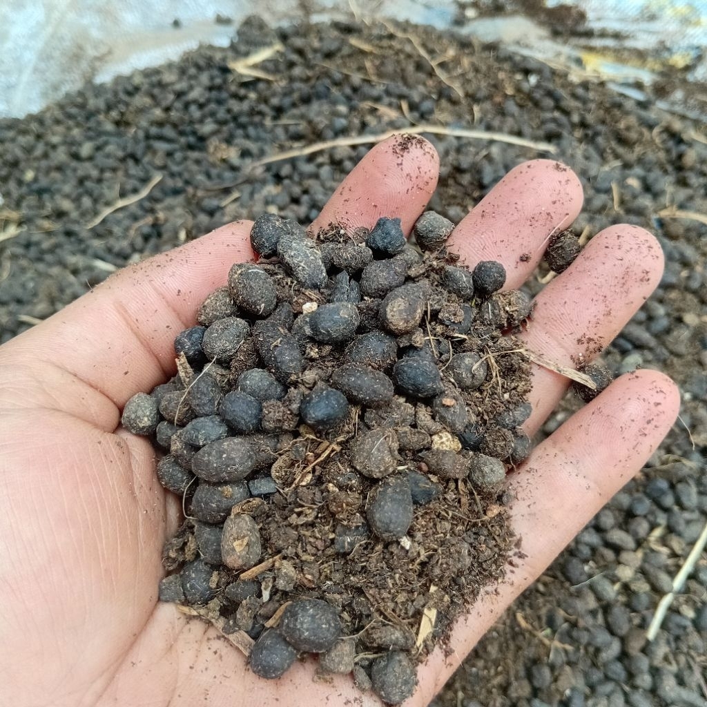 KOHE KAMBING SIAP PAKAI || KOMPOS KOTORAN KAMBING || MEDIA TANAM