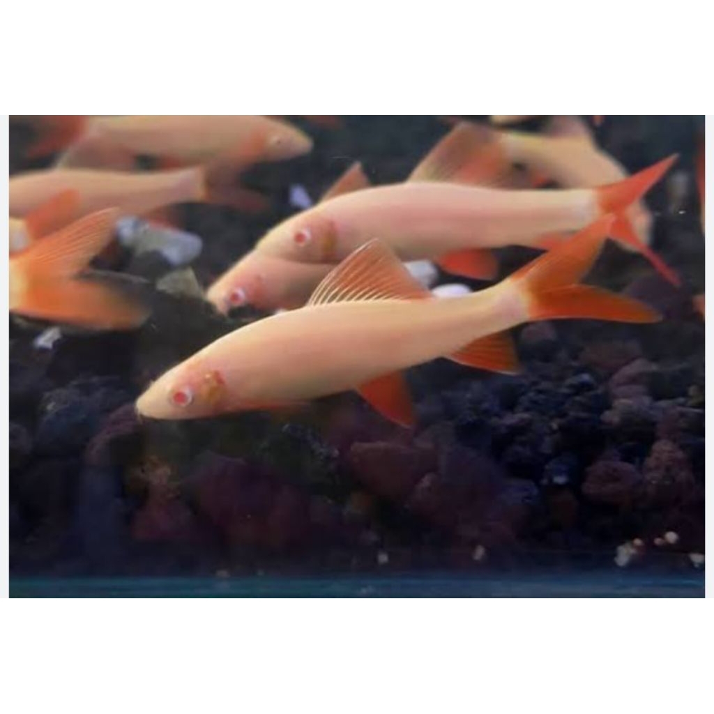 Hiasan akuarium redfin shark albino