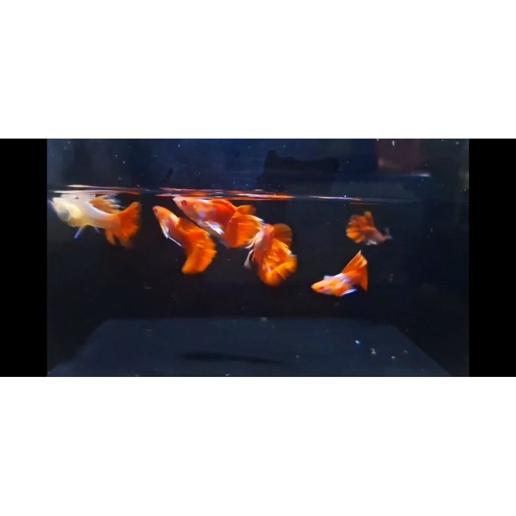 Guppy Albino Red Tuxedo Big Ear  | Grade A+ | Hiasan Akuarium