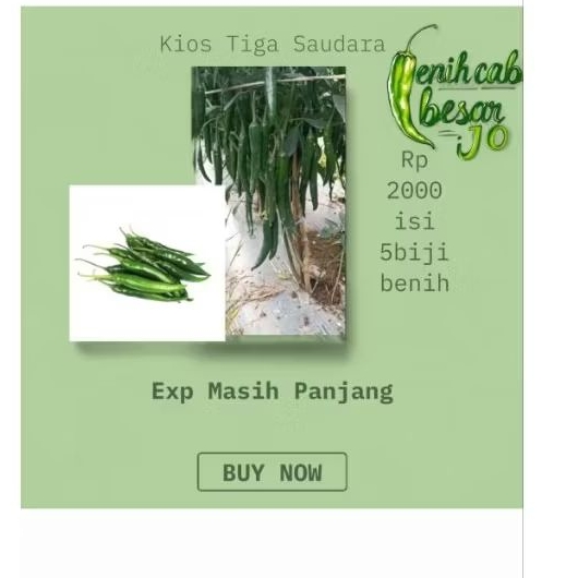 Benih cabe hijau besar 2000an