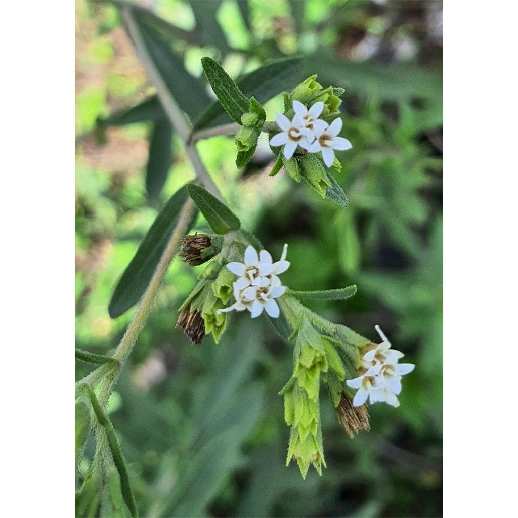 tanaman STEVIA/DAUN MANIS (Stevia rebaudiana)