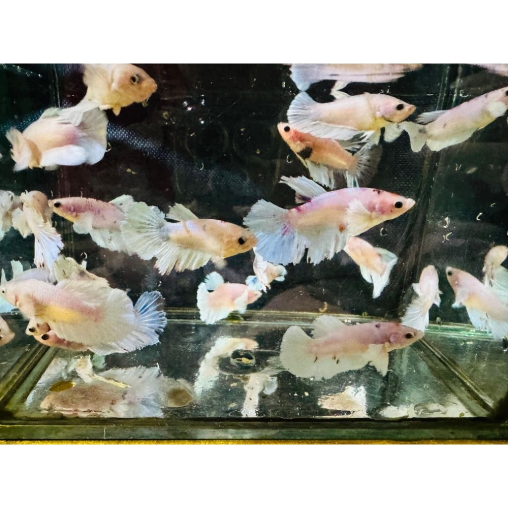 Ikan Cupang HM Dumbo ear multicolor