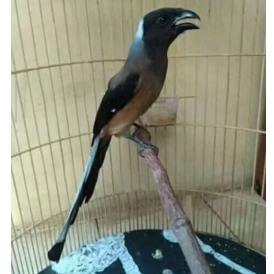 CENDET RAJA/PENTET RAJA JANTAN TERPANTAU BUNYI