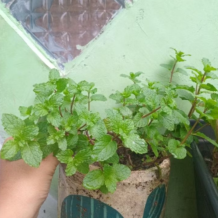 TANAMAN MINT HERBAL DAUN MINT SEGAR