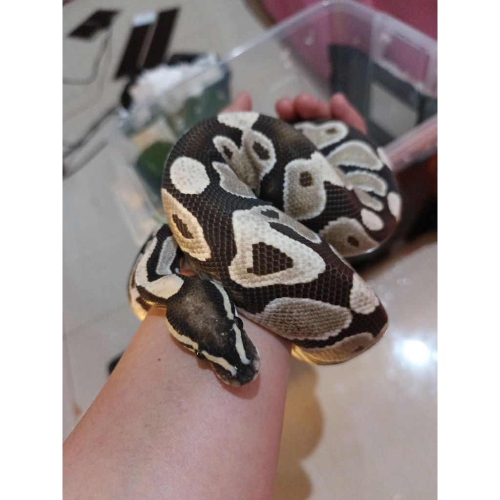 Ball Python adult  Male Desert Ghost (Visual DG) ±500g | Bright Clean | Feeding Good ready pairing
