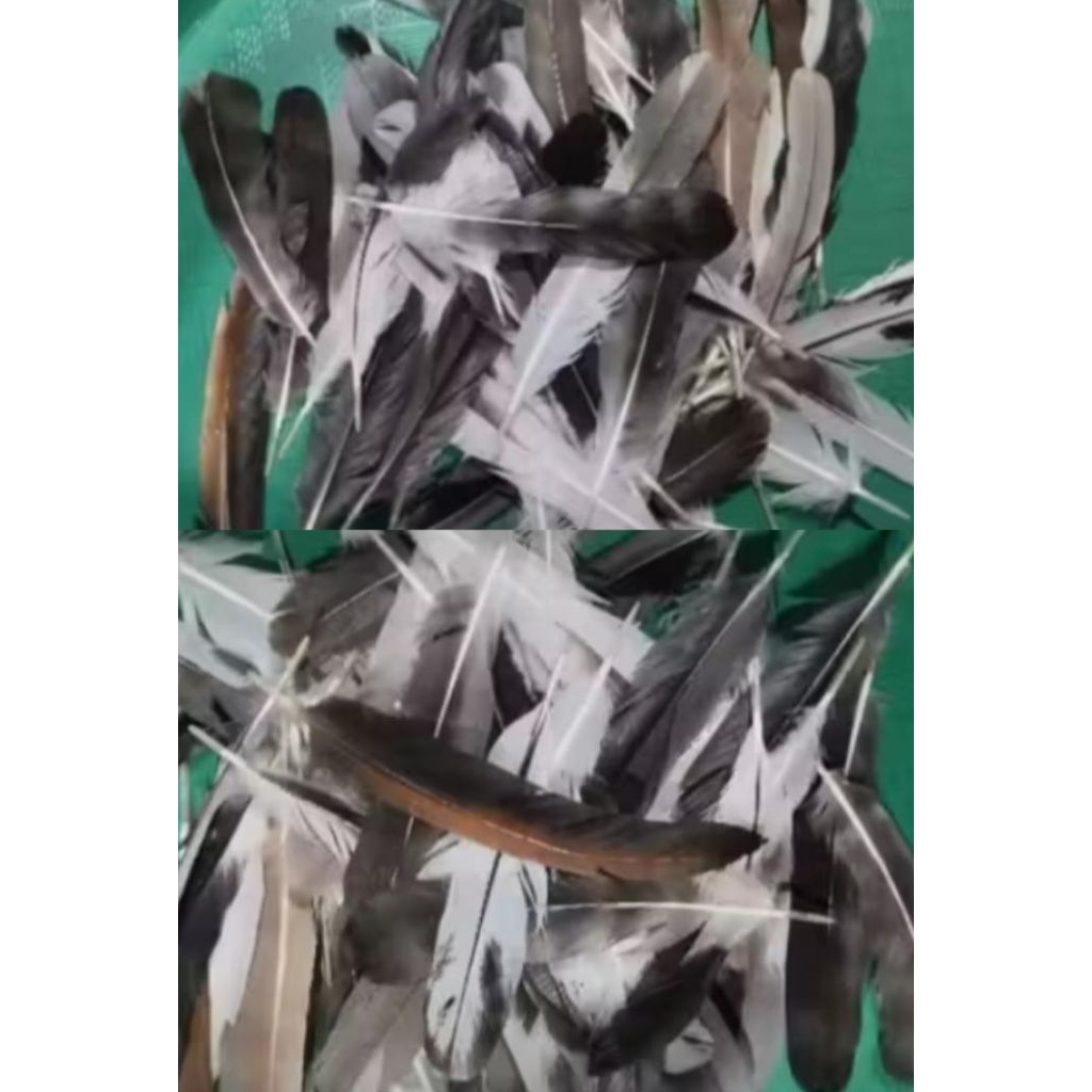 Bulu ayam ekor betina isi 100helai warna hitam corak putih | bulu ayam betina hitam putih | bulu aya