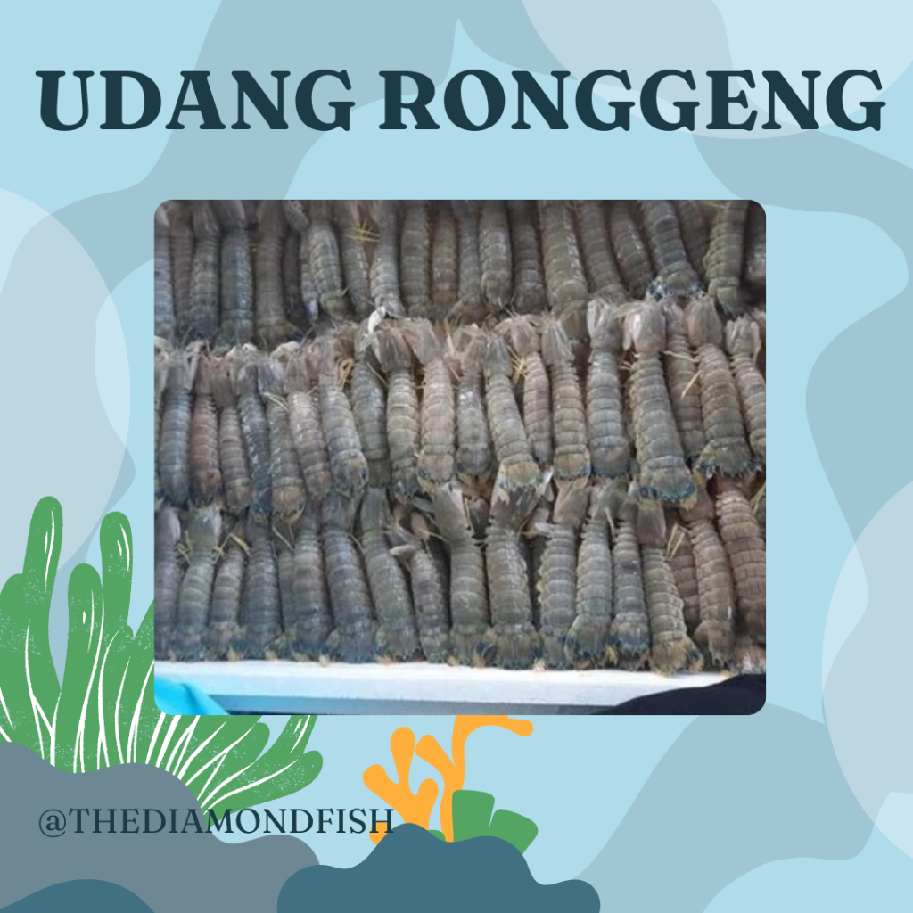 Udang 1Kg / Udang Segar / Udang Laut / Udang Ronggeng / Udang Ronggeng Segar / Udang Mantis Shrimp /
