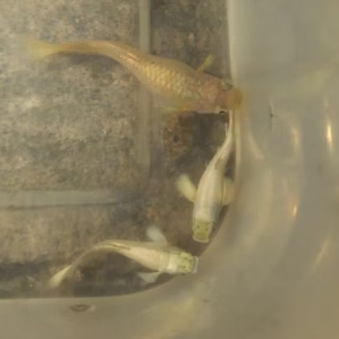 ikan Guppy full gold normal