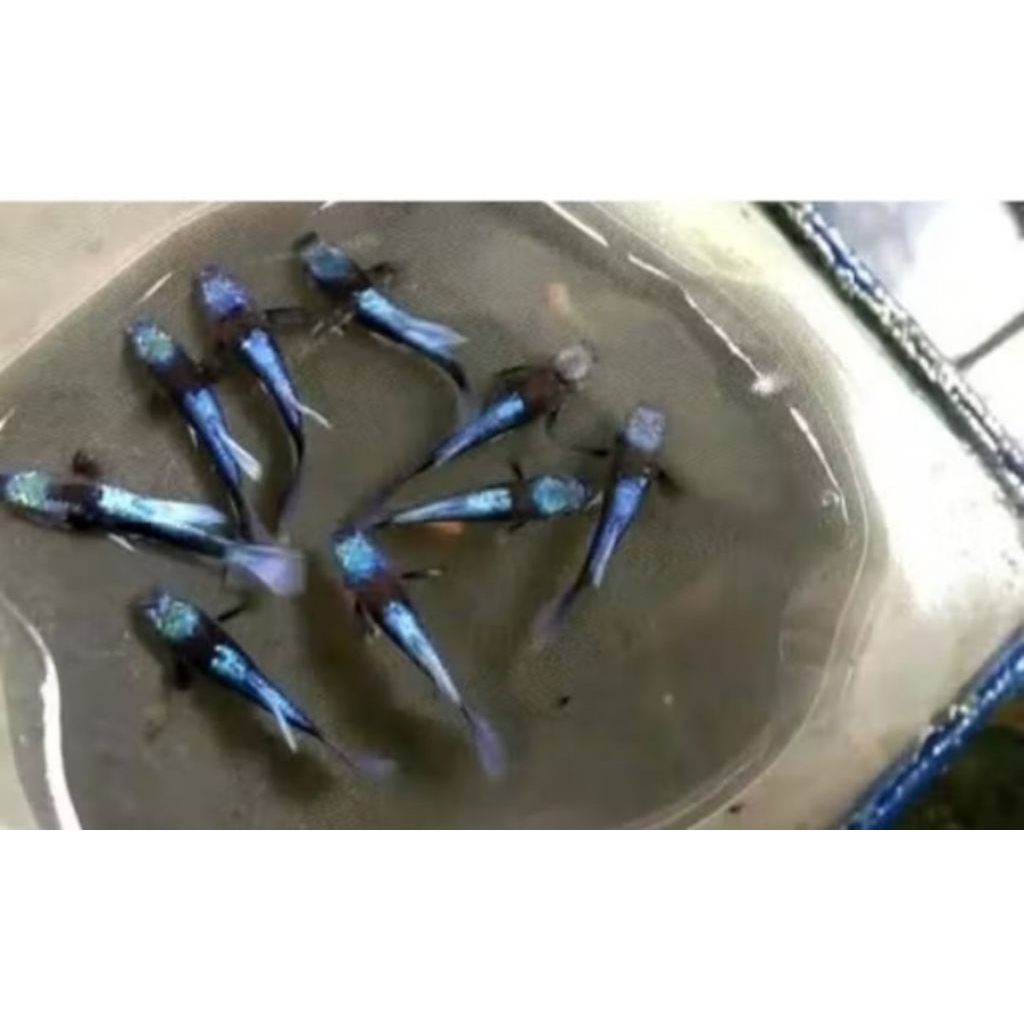 guppy blue koi / hiasan aquarium