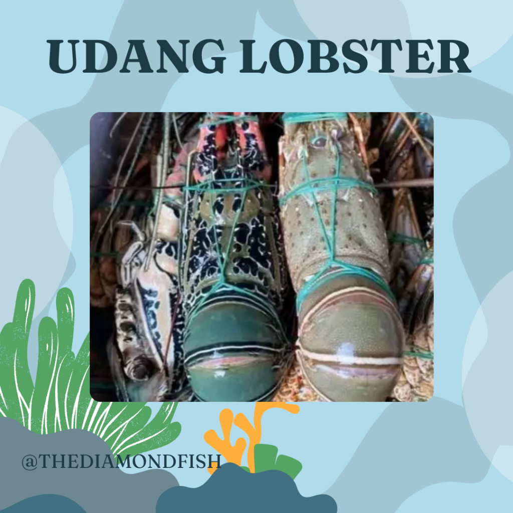 Lobster Jumbo Seafood Besar Segar / Frozen Harga Per Ekor Rasa Manis