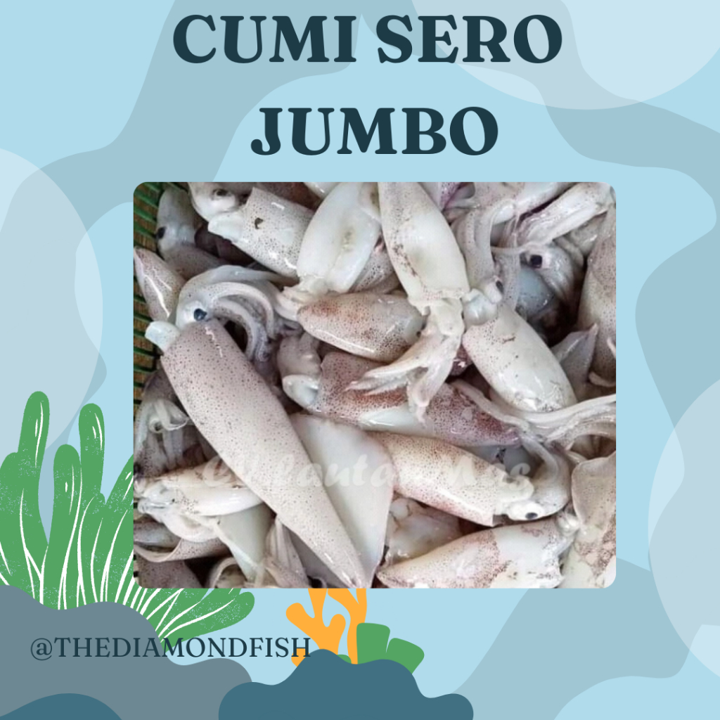 Cumi Sero Segar 1Kg Cumi Sero Jumbo Cumi Zero Cumi Cantik Seafood Cumi Basah Cumi Segar 1Kg
