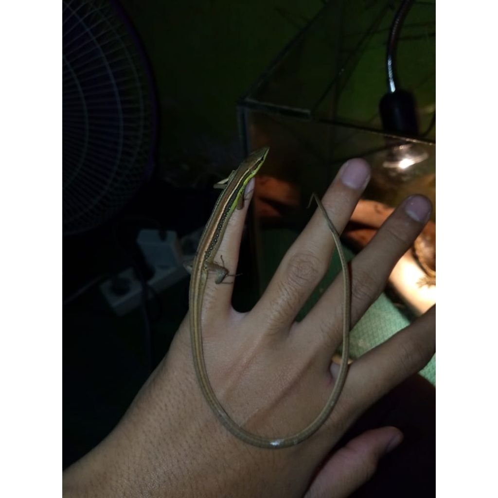 pakan Hewan kadal kebun ekor panjang