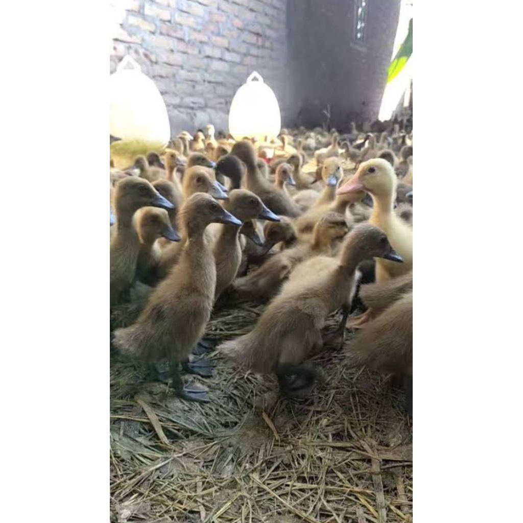 dod Bebek Petelur betina beli 12 gratis 1