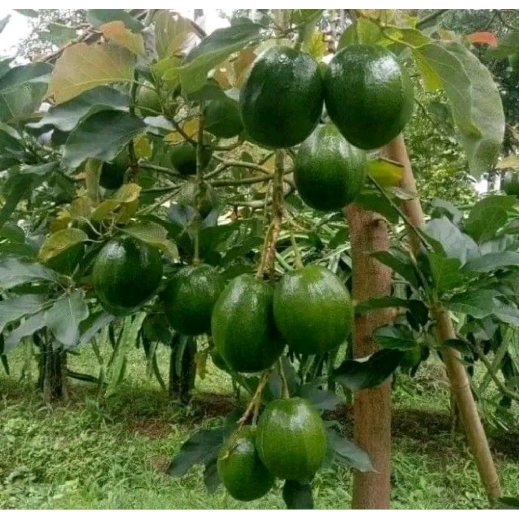 bibit alpukat markus jumbo BATANG BESAR siap berbuah