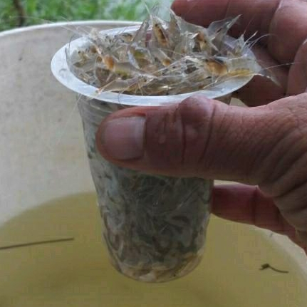 Udang Sawah Udang Air Tawar Udang Rawa Hidup Pakan Ikan Predator