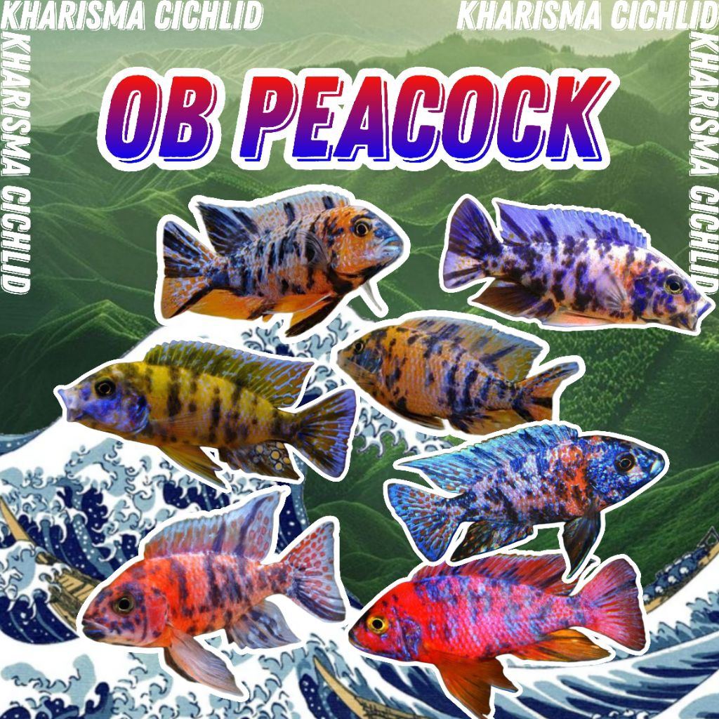 Ob Peacock Cichlid Murah