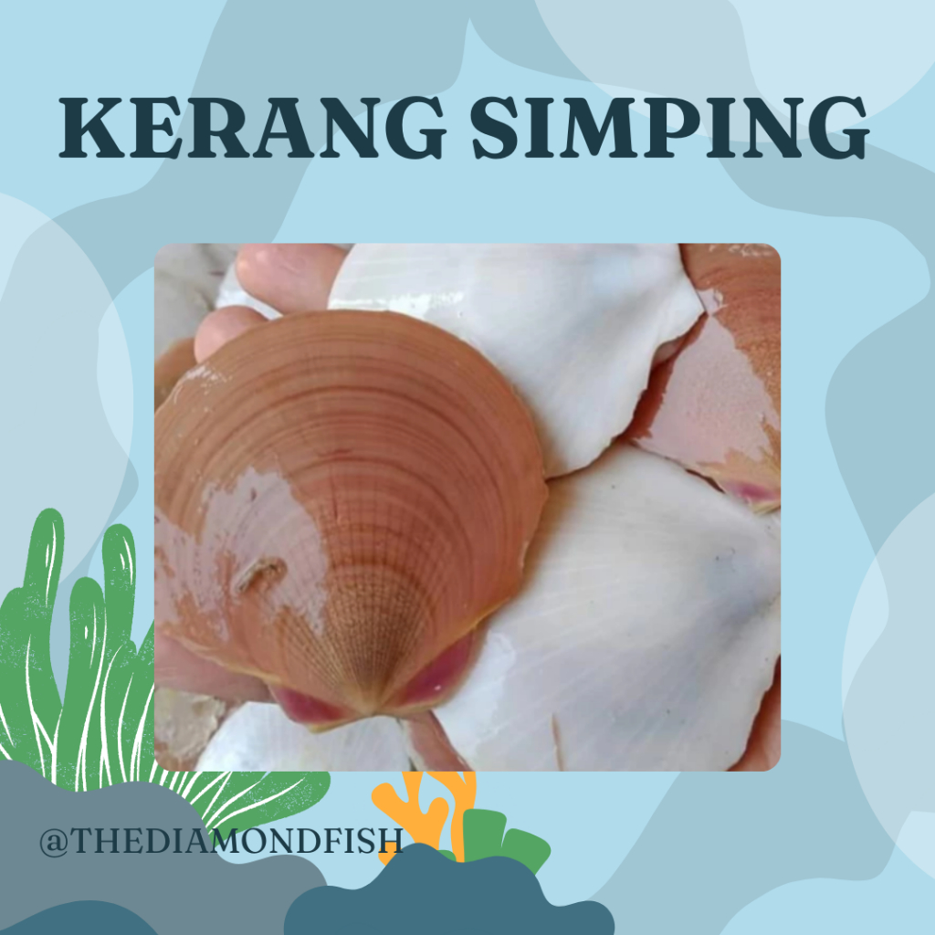 Kerang Simping 1Kg Kerang Simping Segar Seafood Kerang Laut Segar