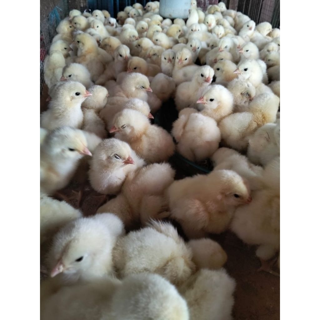 Bibit Ayam Jantan - DOC Jantan - Bibit Ayam Pedaging Jantan - Bibit Ayam Negri
