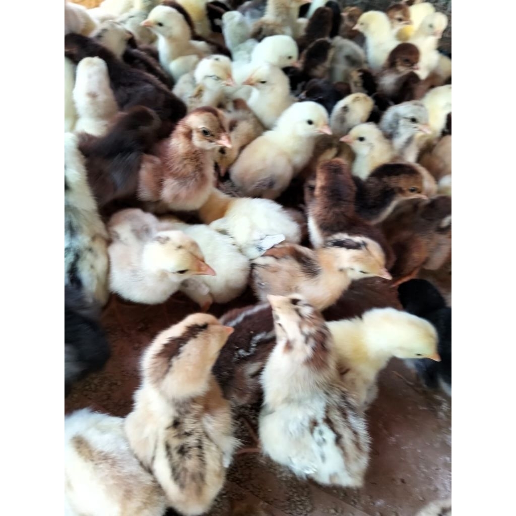 Bibit Ayam Kampung KUB Janaka 2 - DOC Kampung Janaka 2 - Anak Ayam Kampung KUB Janaka 2