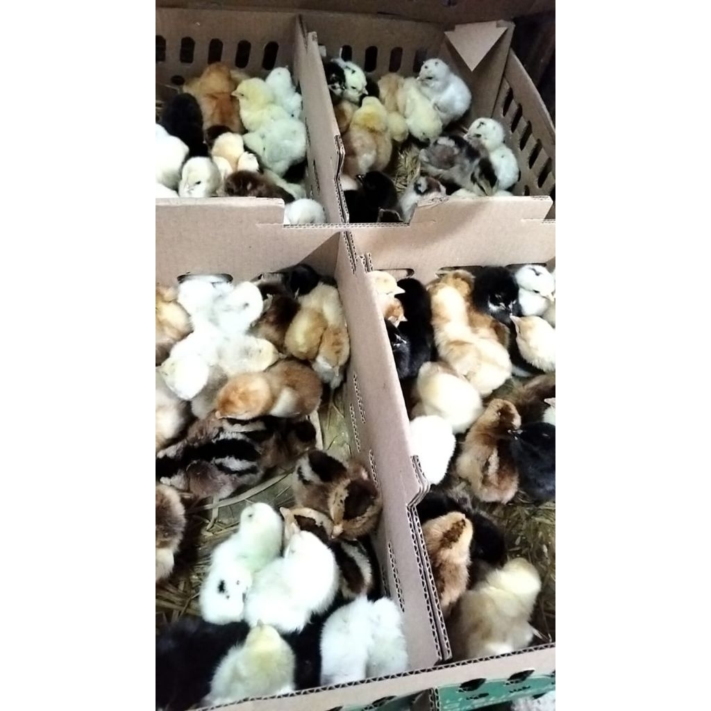Bibit Ayam Joper - Bibit Ayam Kampung Super - DOC Joper