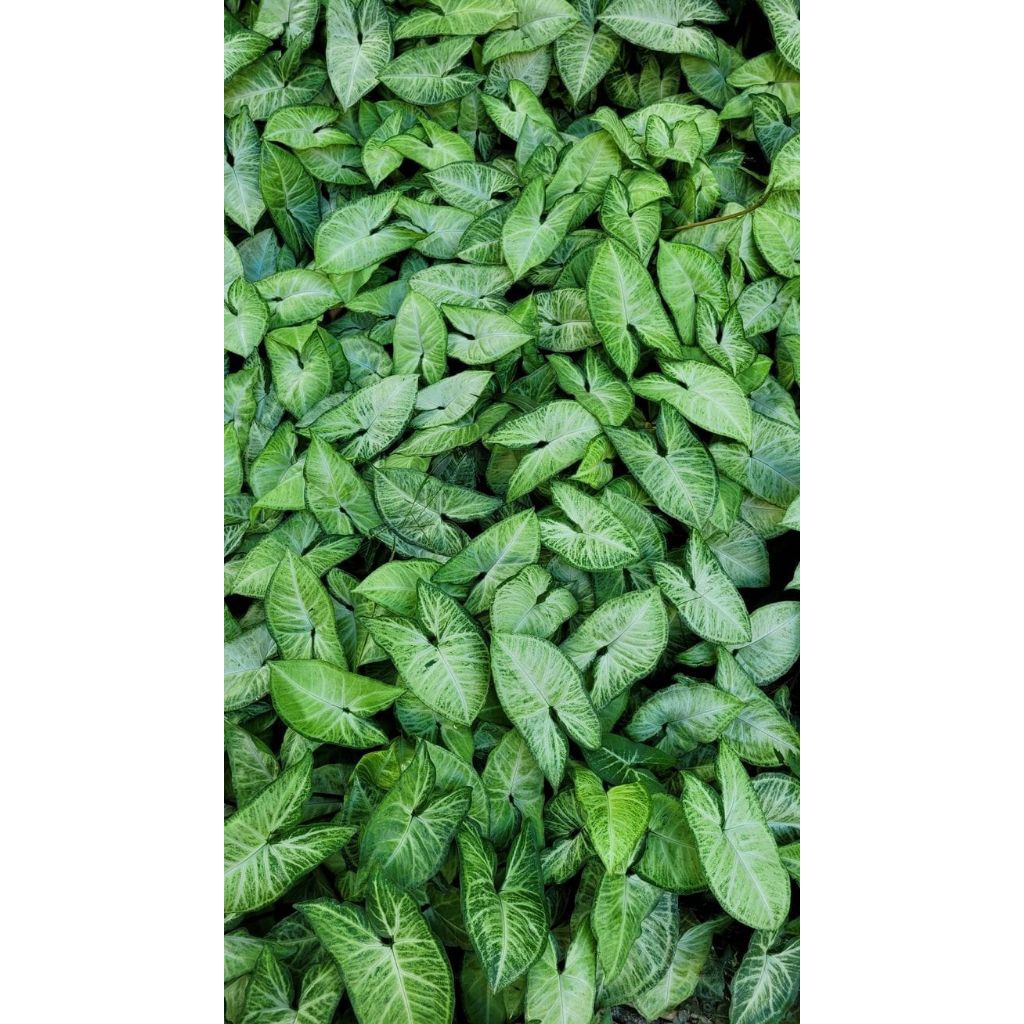 bibit talas hias taman 3 pohon