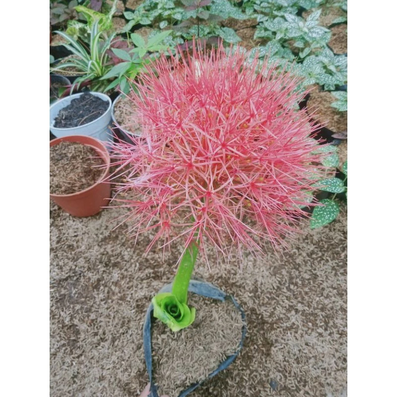 Tanaman Bunga Desember - Bibit Tanaman Hias Kembang Api Merah / Blood Lily