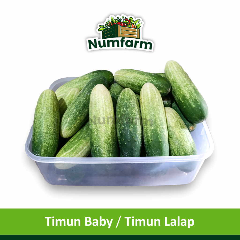 Timun Baby / Timun Lalap Numfarm
