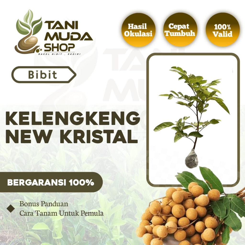 benih BIBIT KELENGKENG NEW KRISTAL - KELENGKENG NEW KRISTAL - KELENGKENG - LENGKENG - BERGARANSI