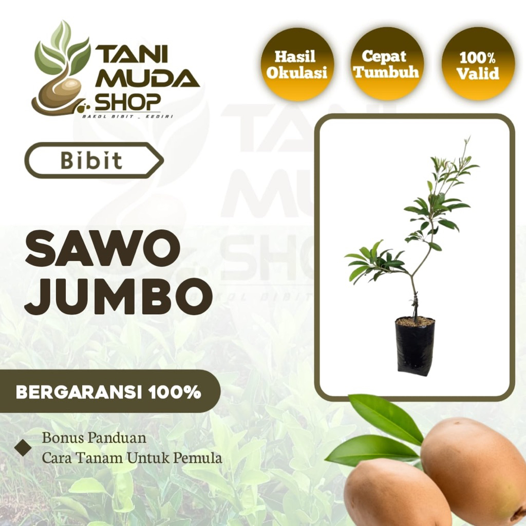 benih BIBIT SAWO JUMBO - MAMEY SAPOTE - SAWO JUMBO - SAWO VIRAL - BERGARANSI