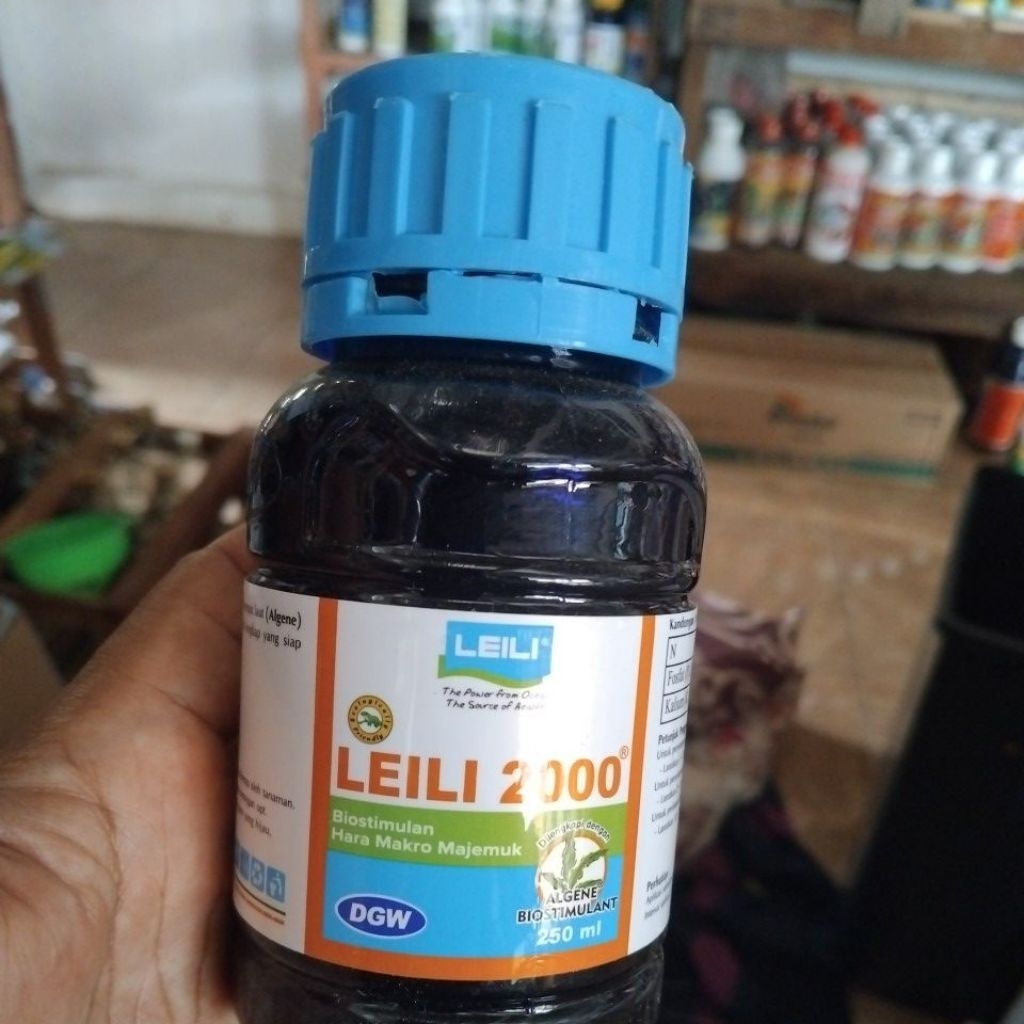 LEILI 2000