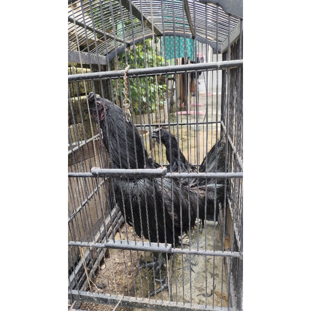 Sepasang Biang Ayam Cemani Lidah Abu2