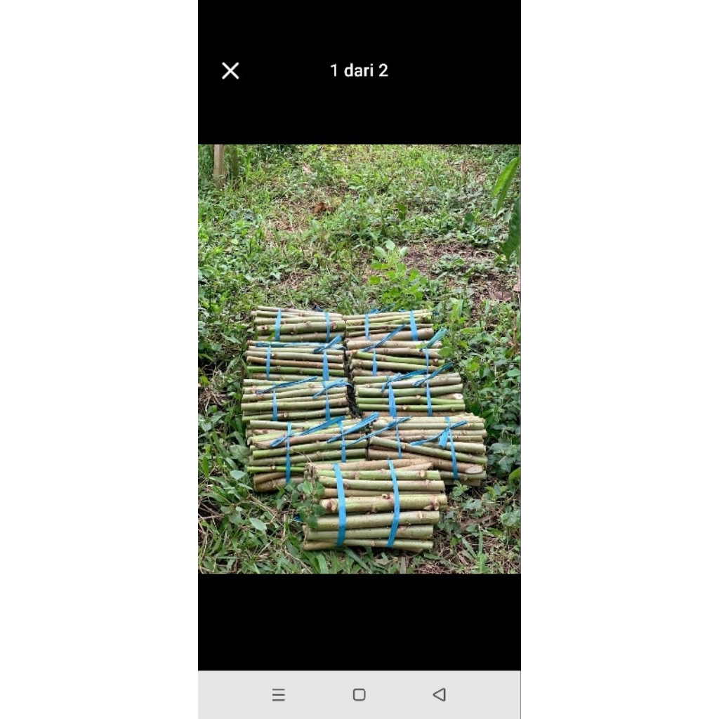 daun gedi asli papua