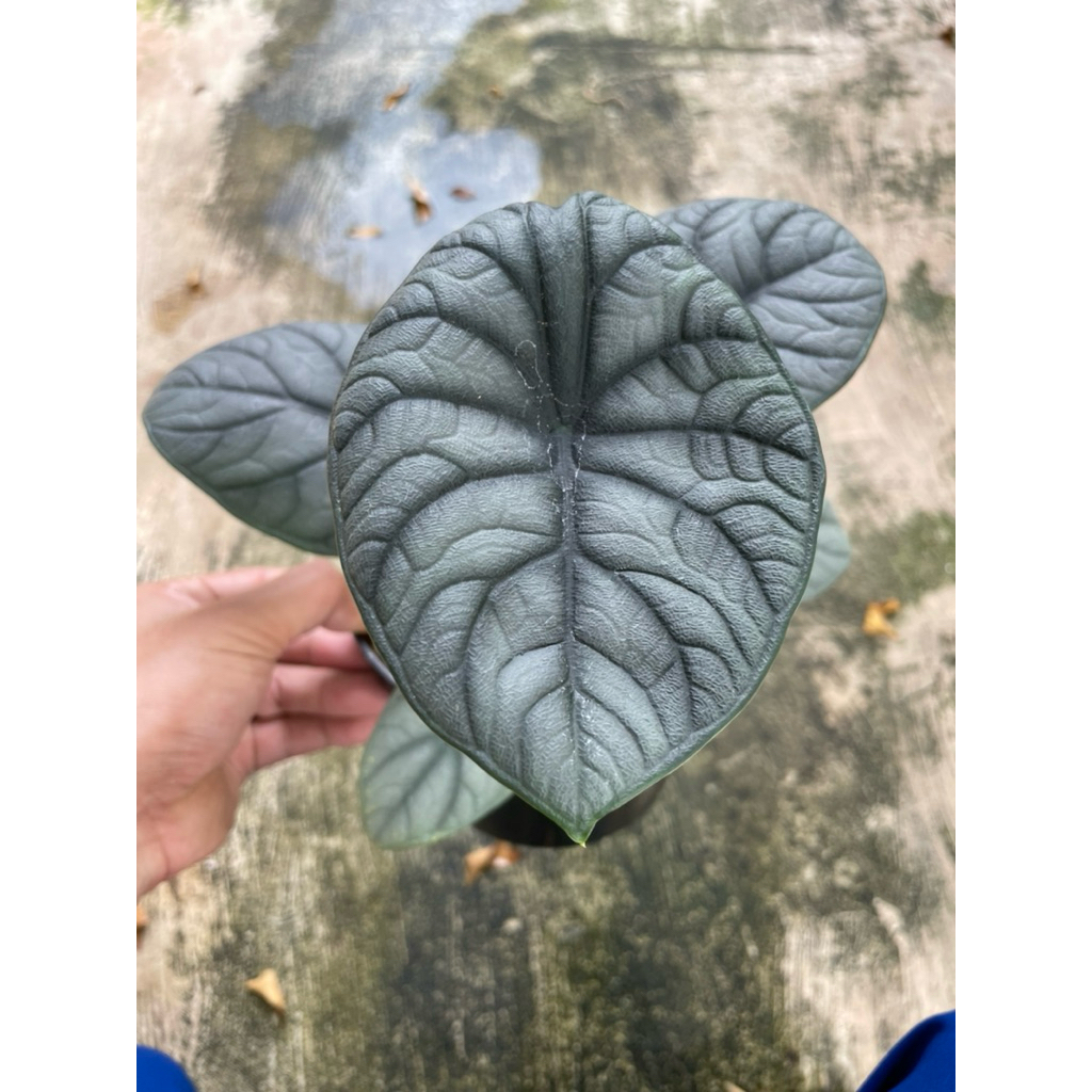 ALOCASIA DRAGON MOON