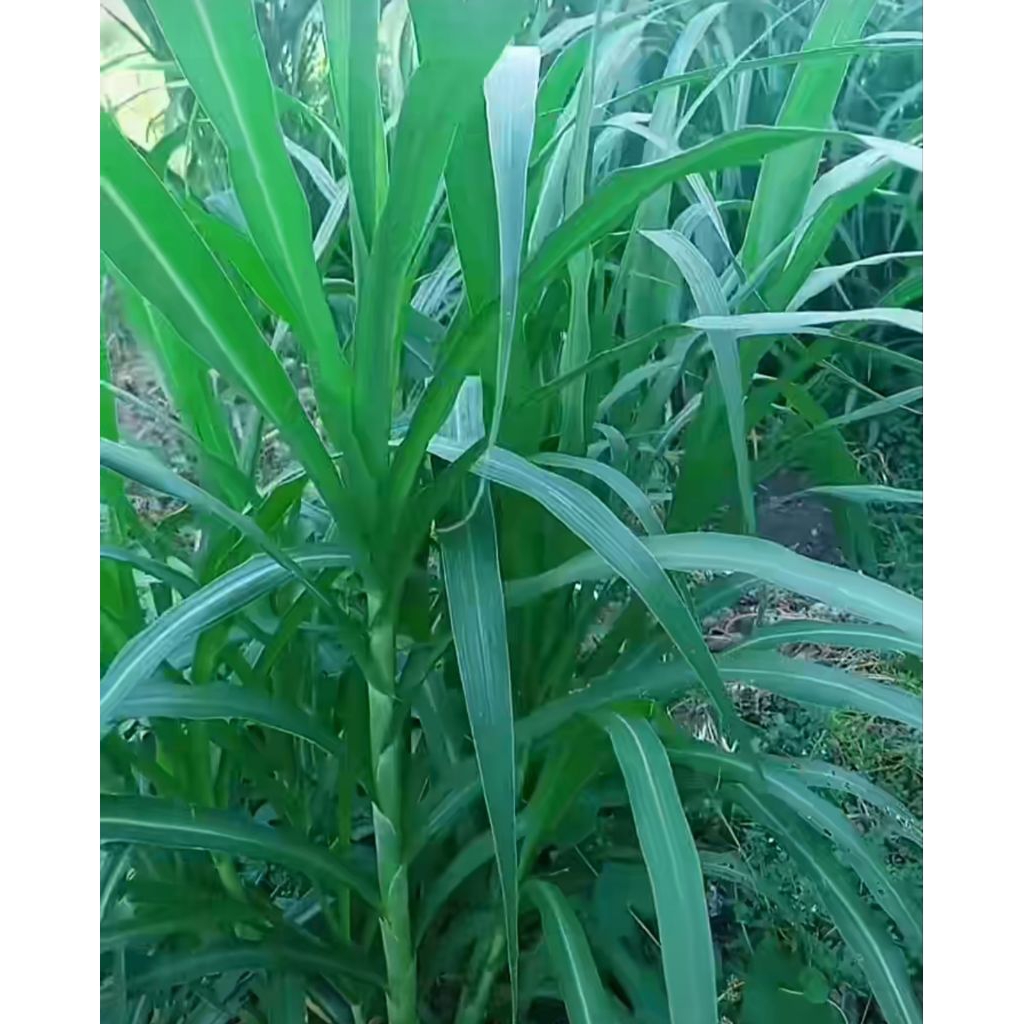 Rumput pakan ternak pakan, sapi pakan kambing rumput gajah press