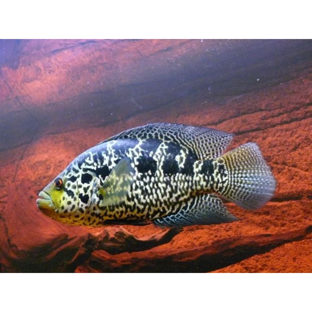 hiasan aquarium jaguar cichlid