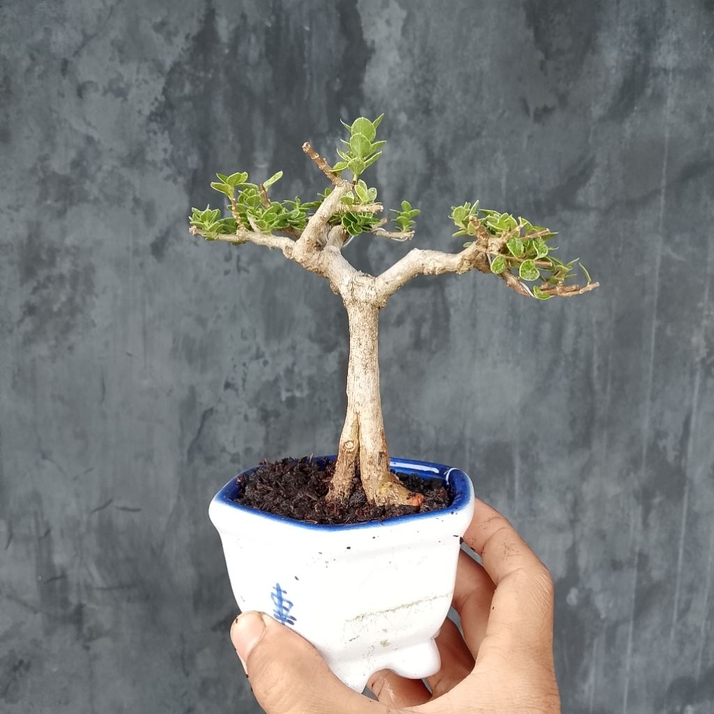 Bonsai mame shito sancang variegata