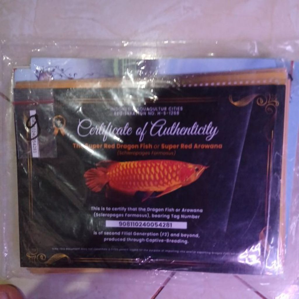 Sertichip Arwana Super Red 13-14cm dan 15-16cm
