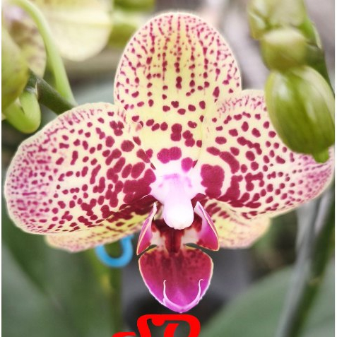 [ BERBUNGA ] Anggrek Bulan Mini Kuning Totol Merah