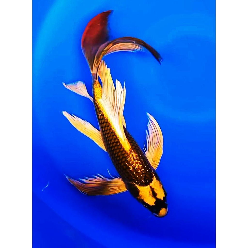 paket 1 pcs koi Kabuto slayer kumpay size 9_13 cm  kwalitas terbaik/ koi Kabuto slayer