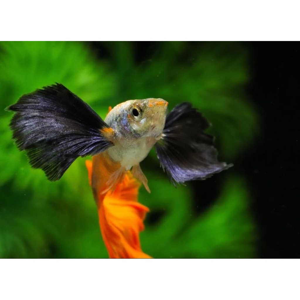 guppy platinum red tail Dumbo ear PRTDE