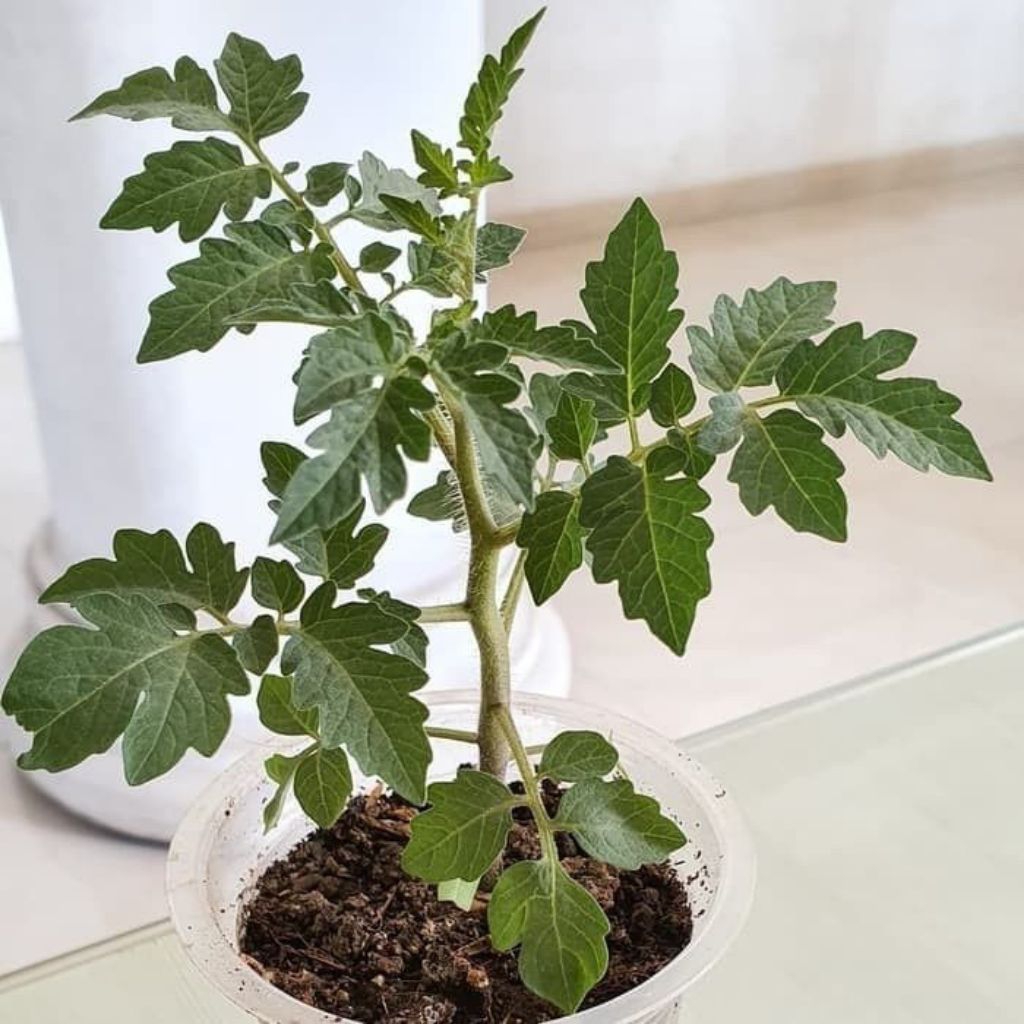 Bibit tanaman tomat — tanaman sayur tomat — pohon tomat bibit