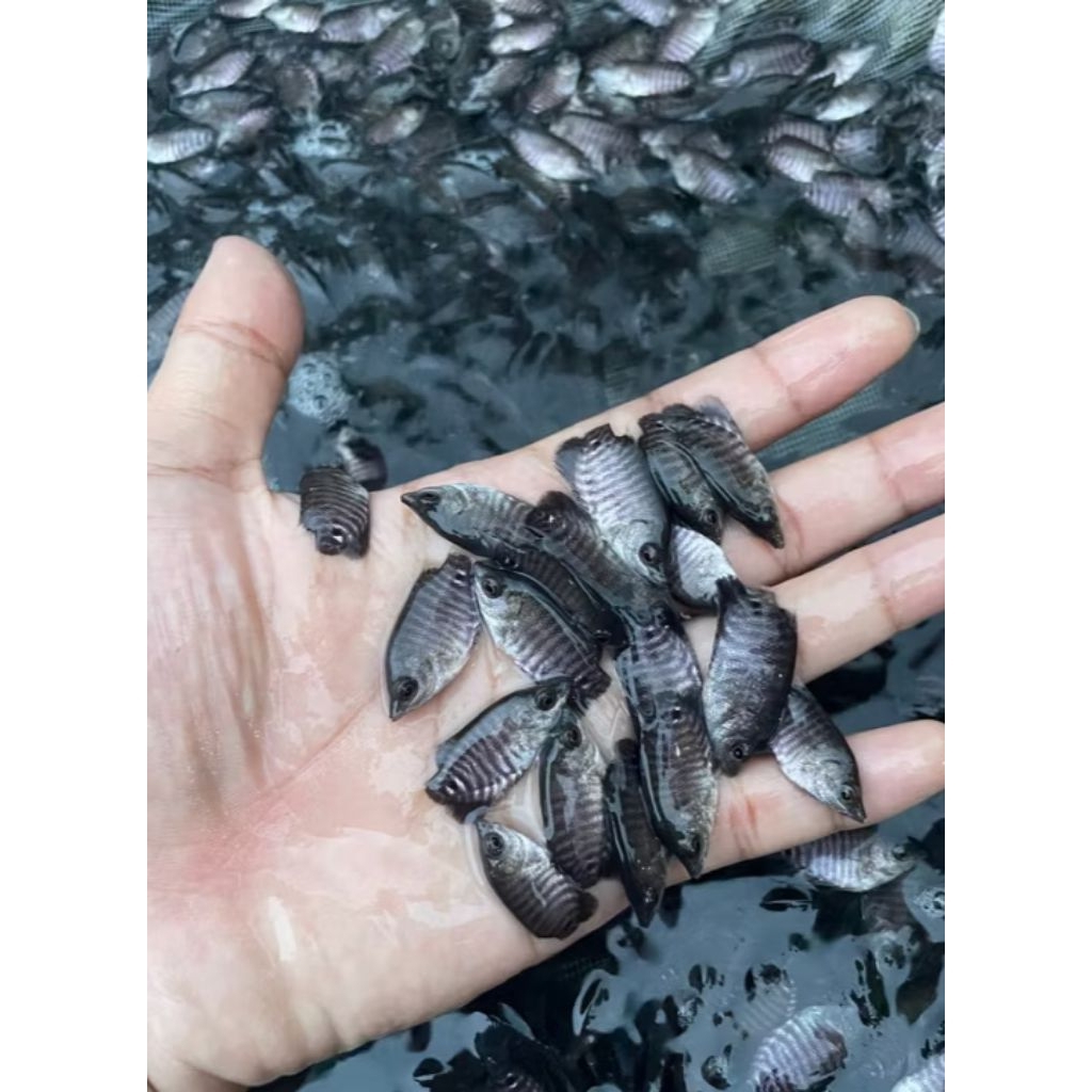 10 ekor gurame vitamin super original ikan hiyas sapi air dekorasi Akuarium aquaseceps air tawar