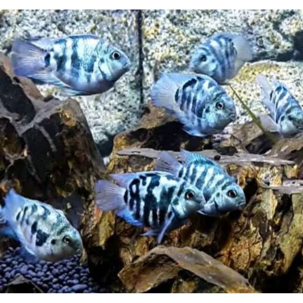 blue polar/ blue polar albino 10ekr vitamin super original ikan hiyas indukannya dekorasi Akuarium a