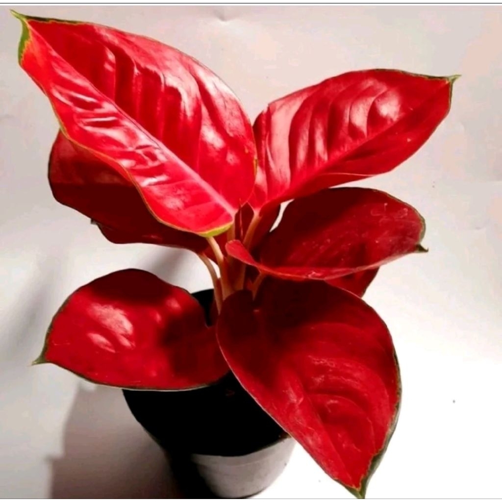 NEW! Tanaman Hias Aglonema Suksom stang panjang