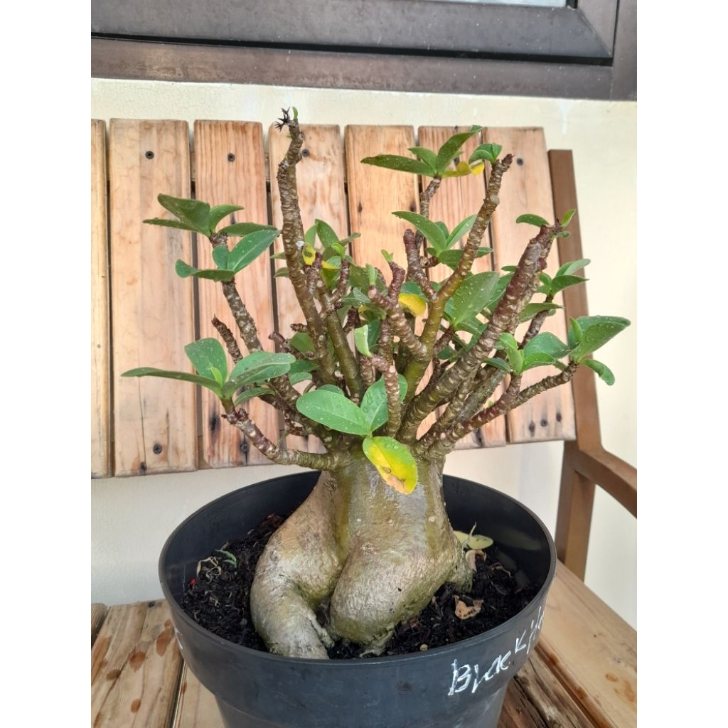 Adenium Arabicum Black Hawk