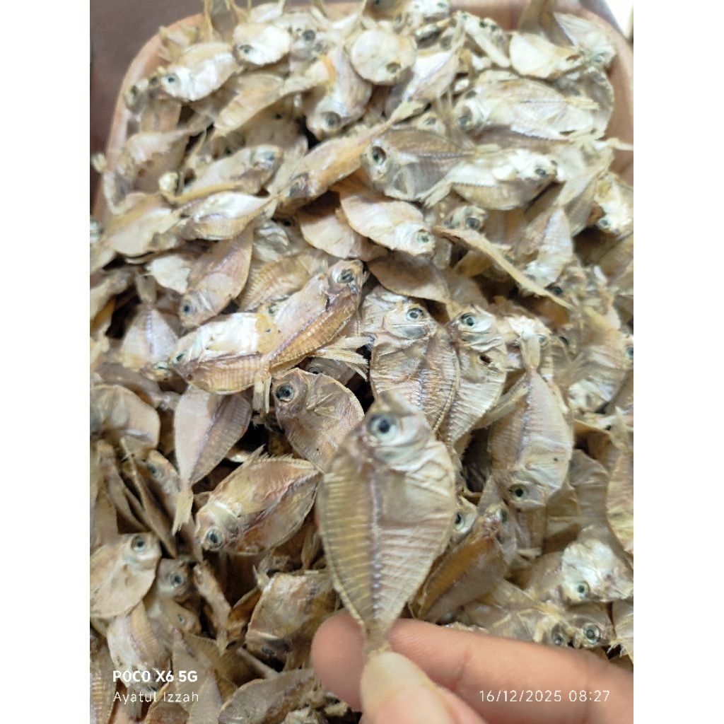 Ikan Pirik/Petek Kecil/Dodok Tawar Kering - Asli MADURA