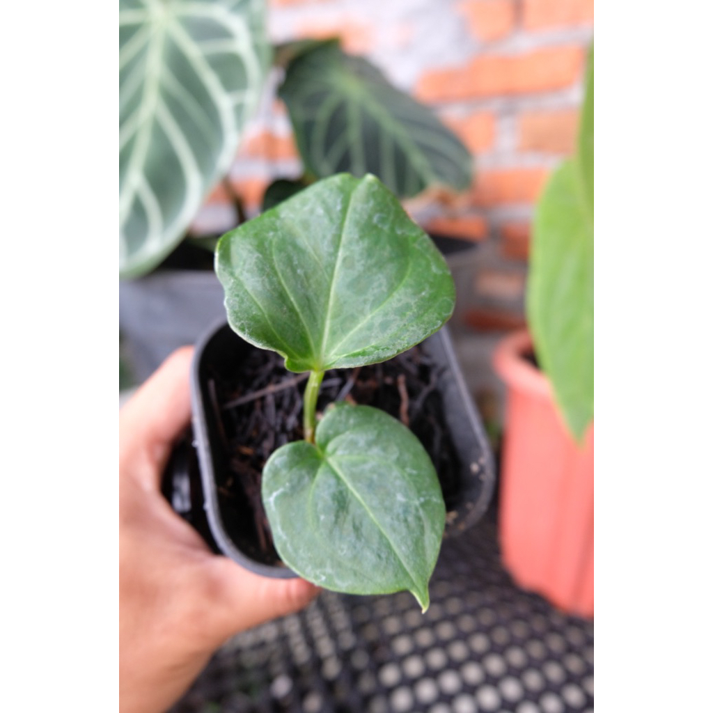 [SALE] Anthurium HU Butterfly